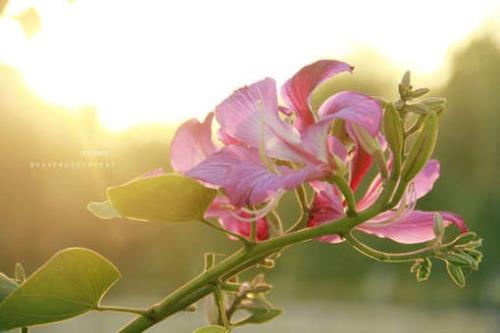 家长对幼师的感谢句子