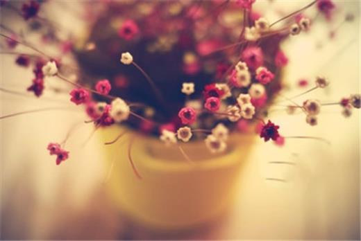 描写荷花的词语和句子