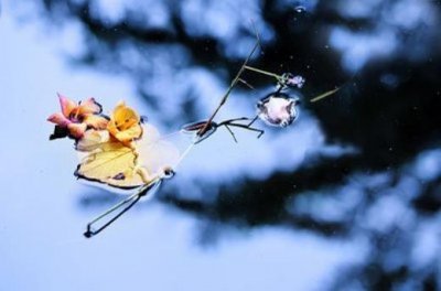 ​拥有一颗平常心议论文