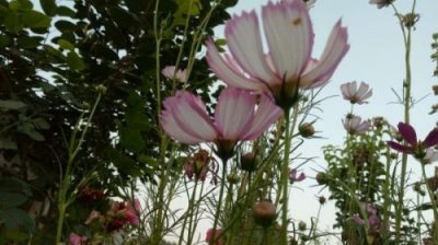 ​五一劳动节手抄报 劳动节的由来100字