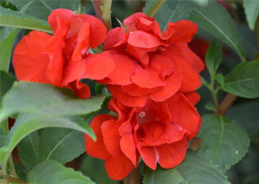 描写春天的句子较短