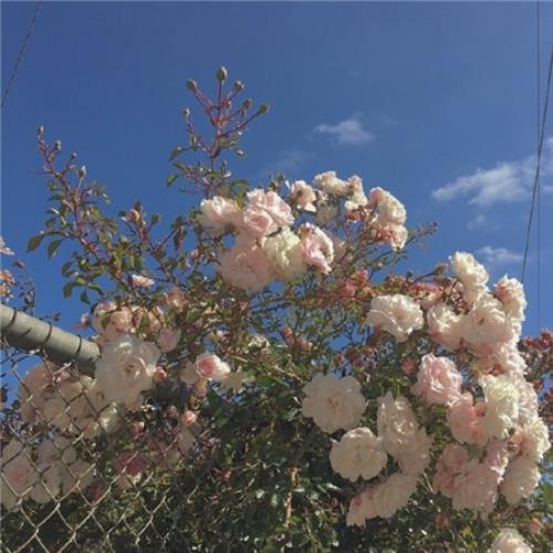 幽默自恋的句子