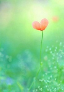 ​描写雪花特点的句子