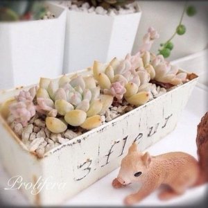 ​描写蝉的优美句子