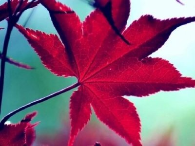 ​关于表达孝心的句子（形容孝顺父母的句子）