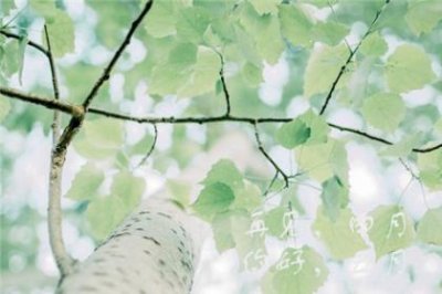 ​抖音上生日句子8个字(生日当天适合发的句子)