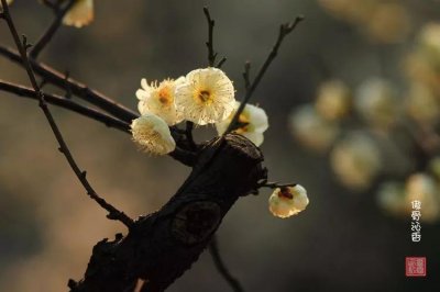 ​一身傲骨不认输的句子简短（一身傲骨不认输的句子，值得收藏）