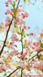 ​描写春天桃花的优美句子有哪些（春天就该赏桃花：10句桃花诗，千朵浓芳绮树斜