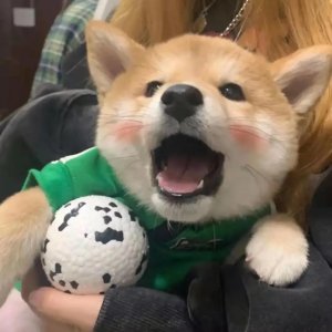 ​洗脑押韵口号沙雕(一些非常押韵的沙雕顺口溜文案)