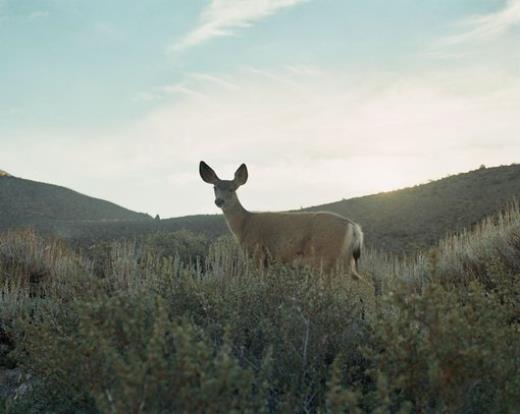 适合女孩子的温柔仙句