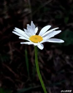 ​雏菊唯美的浪漫句子（关于雏菊花开的唯美文案）