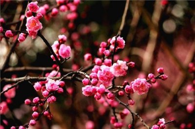 ​描写梅花的优美短句 关于梅花的美文摘抄