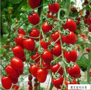 ​描写小番茄的优美句子摘抄（小番茄的特点文案）