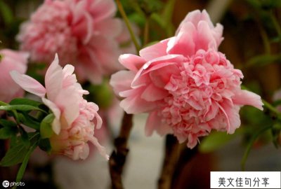 ​镜花缘读书笔记摘抄好词好句_摘抄及感悟