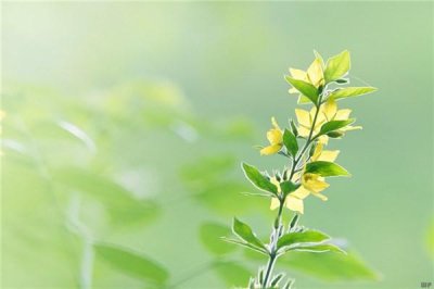 ​生活与梦想的感悟句子（15句梦想感言经典语句）