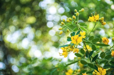 ​七月你好的唯美文案，描写夏天描述优美的句子