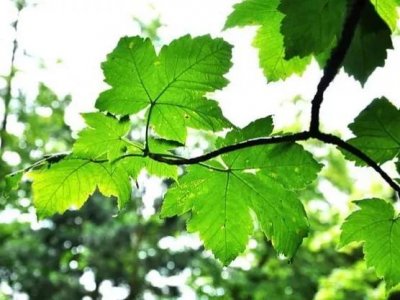 ​描写阳光洒落的唯美句子（阳光洒肩头的经典句子）