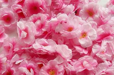 ​描写桃花盛开的优美句子（关于桃花灼灼的短句）