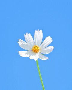 ​周熙芸的微信唯美句子（36句朋友圈干净短句）