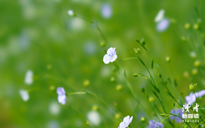 ​央视好句好段摘抄大全（10条央视的神仙短句：风月都好看，爱恨都浪漫）