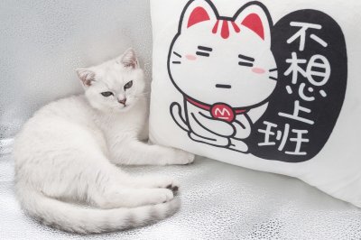 ​今天不上班封闭着文案短句（朋友圈暗示不想上班的搞笑文案）