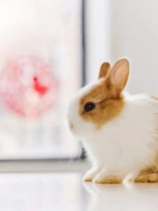 ​蹄的成语(形容马蹄的成语)