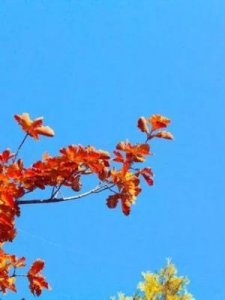 ​橘的成语(橙的成语)