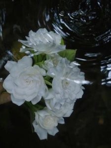 ​素年锦时的意思(素年锦时是成语吗)