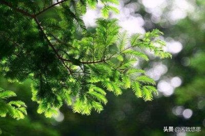 ​描写夏天早晨的优美句子（夏日天气炎热早安语句）