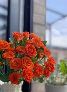 ​睡前说晚安的唯美心语，正能量句子