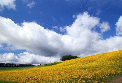 ​能带来好运的微信昵称网名(共1202个)