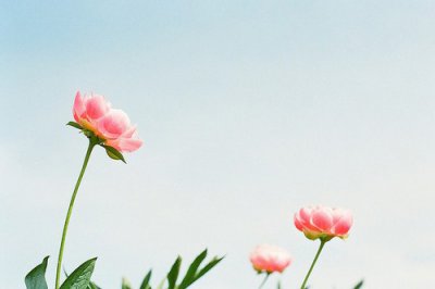 ​101次求婚经典句子31句