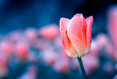 ​网络酷名400个