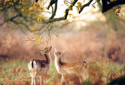 ​英文情侣昵称(精选230对)