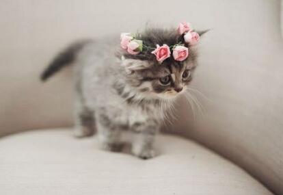 好听可爱的宠物猫咪名字大全