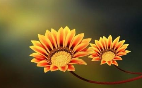 微信名带花的昵称