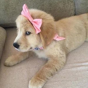 ​独特个性好听的宠物名分享，特别洋气沙雕的名字