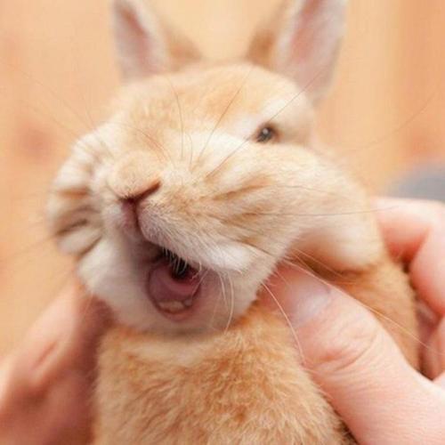 寓意好个性传统的宠物兔名字大全，宠物兔子好听的独特名字-第2张图片-