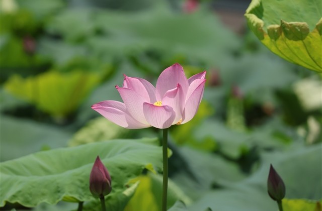 经典三个字网名大全(优选2257个) 经典三个字网名大全(优选2257个)