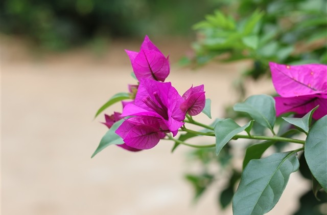 最受欢迎的微信昵称 最受欢迎的微信昵称