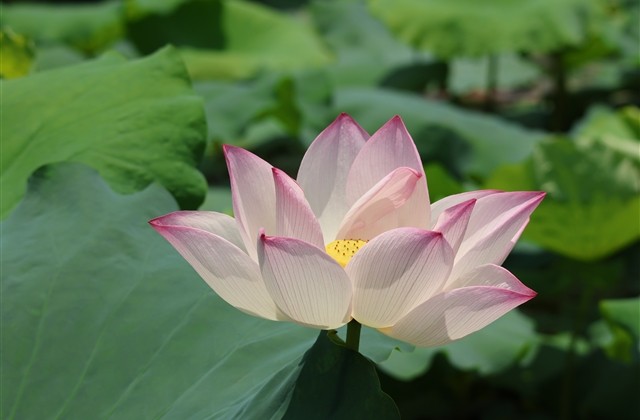 简单气质优雅的网名(精选470个)