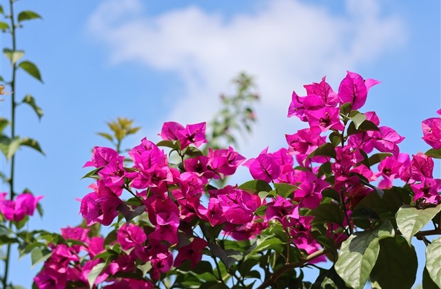 超拽女生网名大全(优选203个)