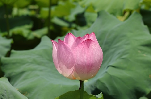 诗意好听的qq网名(191个) 诗意好听的qq网名(191个)