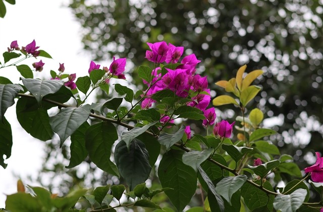 超好听女生成熟网名大全(共47个) 超好听女生成熟网名大全(共47个)