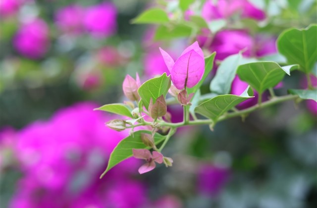 古典文雅的游戏网名(精选700个) 古典文雅的游戏网名(精选700个)