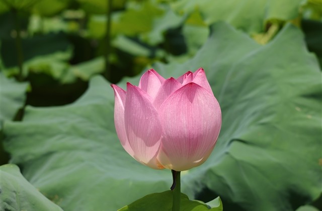 天涯明月刀唯美的名字(共362个) 天涯明月刀唯美的名字(共362个)