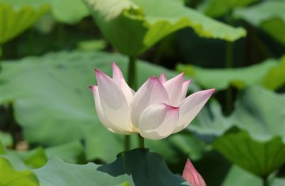 ​女生治愈系经典疗伤网名大全(367个)