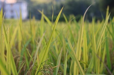 ​女生好听的微信名昵称