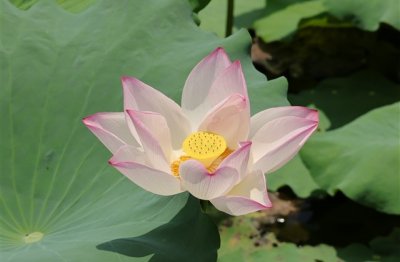 ​王者荣耀炫酷游戏名字(优选334个)