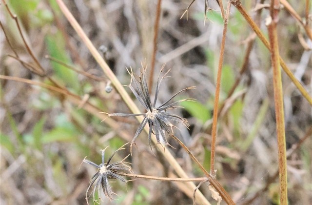 比较妩媚的游戏名字(221个)